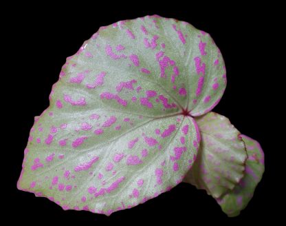 Begonia roseopunctata for sale 1