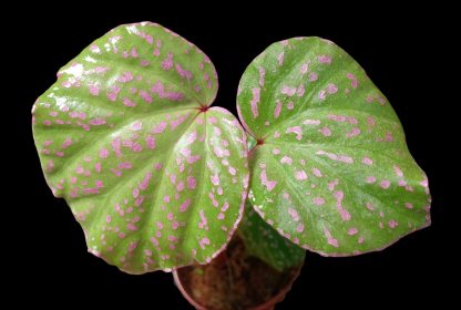 Begonia roseopunctata for sale 2