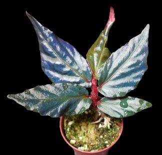 Begonia sp. Borneo Ferny for sale 1