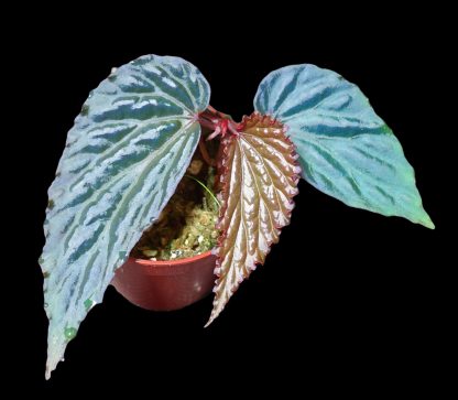 Begonia daunhitam for sale 3