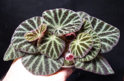 Begonia ningmingensis var. bella for sale