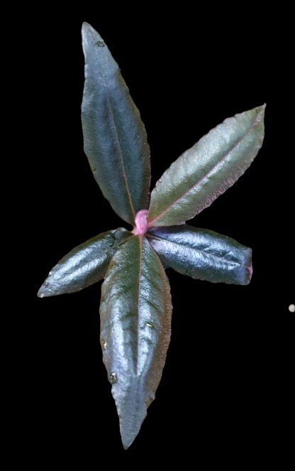 Labisia sp. Mertallic Blue for sale 2