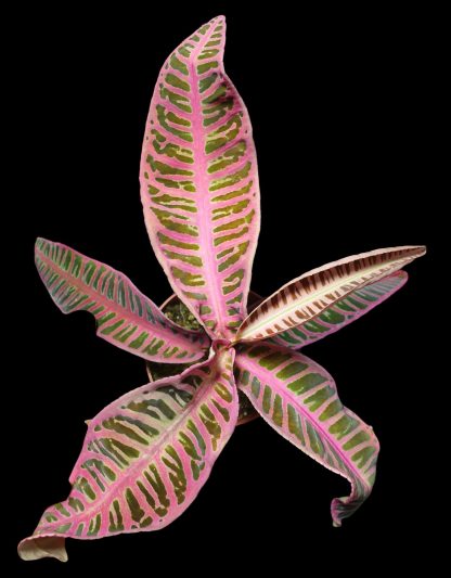 Emblemantha urnulata (Ardisia sp. Sumatra or Labisia sp. Riau) Super Pink for sale 2