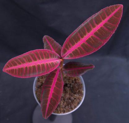 Emblemantha urnulata (Ardisia) Ultra Pink Fluo for sale