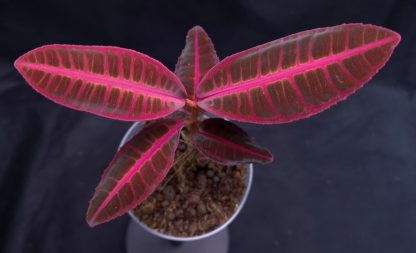 Emblemantha urnulata (Ardisia) Ultra Pink Fluo for sale