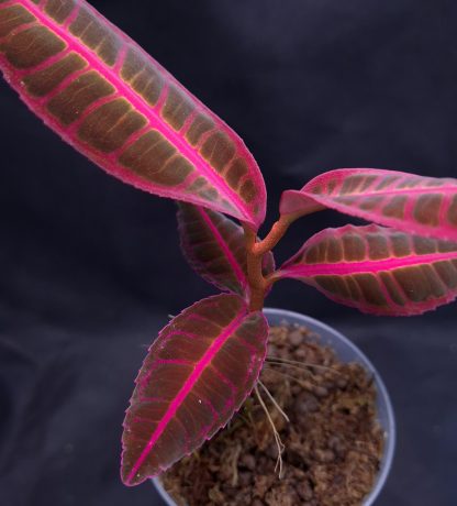 Emblemantha urnulata (Ardisia) Ultra Pink Fluo for sale