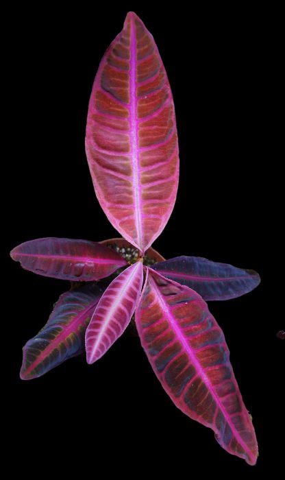 Emblemantha urnulata (Ardisia sp. Sumatra or Labisia sp. Riau) Ultra Pink Fluo for sale 1