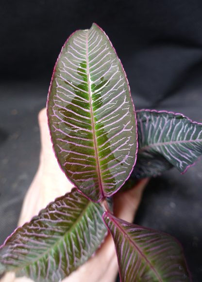 Ardisia sp. Perlis Malaysia for sale