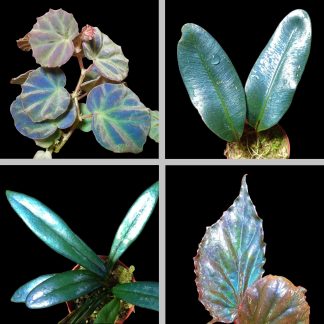 Iridescent Plants