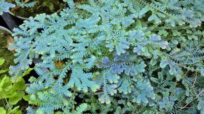 Selaginella sp. Manaus for sale