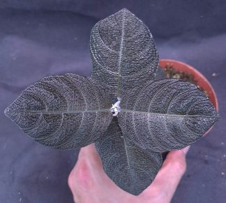 Cosmianthemum sp. Black for sale