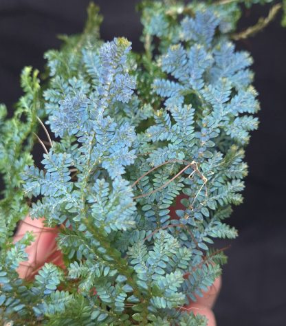 Selaginella sp. Manaus for sale