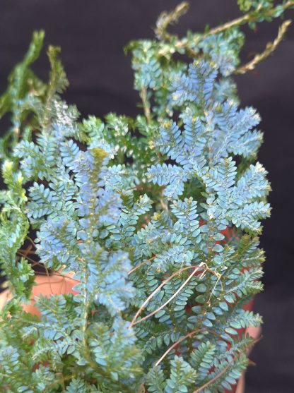 Selaginella sp. Manaus for sale