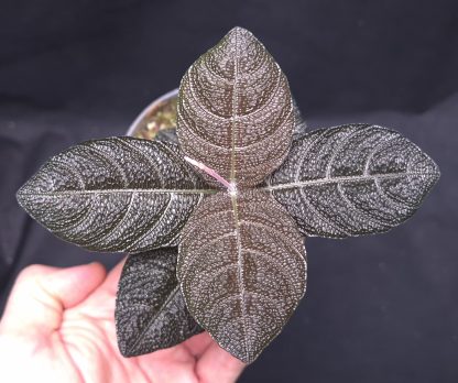 Cosmianthemum sp. Black for sale