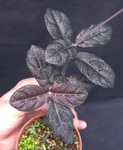 Cosmianthemum sp. Black for sale