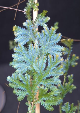 Selaginella sp. Manaus for sale