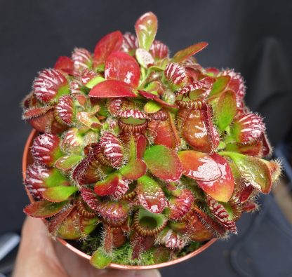 Cephalotus follicularis Red for sale 1