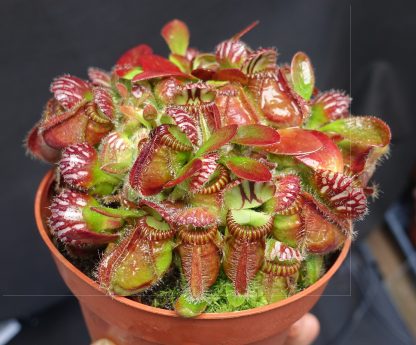 Cephalotus follicularis Red for sale 2