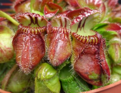 Cephalotus follicularis Red for sale 3