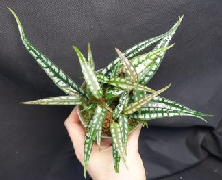 Labisia sp. Papua Long Leaves for sale 2