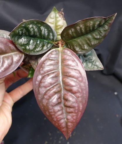 Labisia sp. Papua Silvery for sale 2