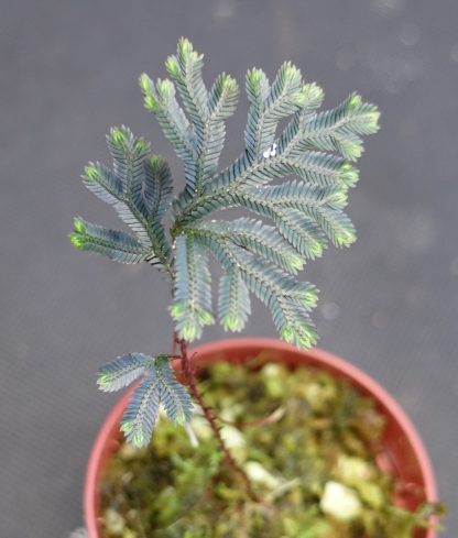 Selaginella sp. Java for sale 3