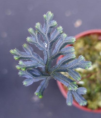 Selaginella sp Java for sale 4