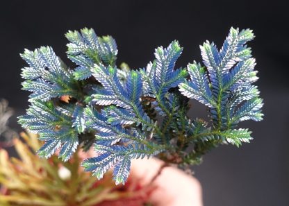 Selaginella sp. Java for sale 1