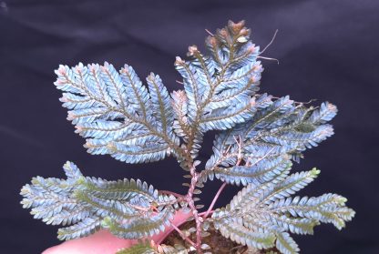 Selaginella sp. Borneo Blue (megalura hologram) for sale