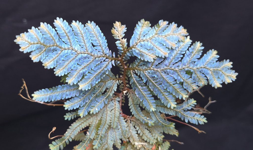 Selaginella sp. Borneo Blue (megalura / hologram) - Flora Magnifica