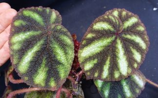 Begonia versicolor for sale 1