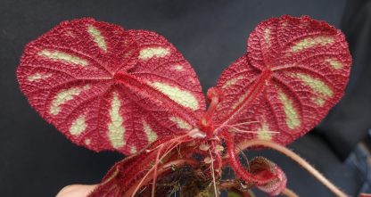 Begonia versicolor for sale 2