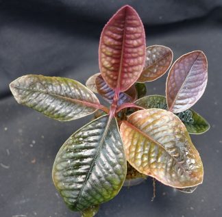 Labisia sp. Dino for sale 1