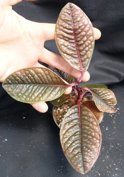 Labisia sp. Dino for sale 2