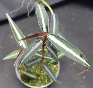 Labisia sp. Narrow Leaves for sale 1