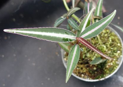 Labisia sp. Narrow Leaves for sale 2