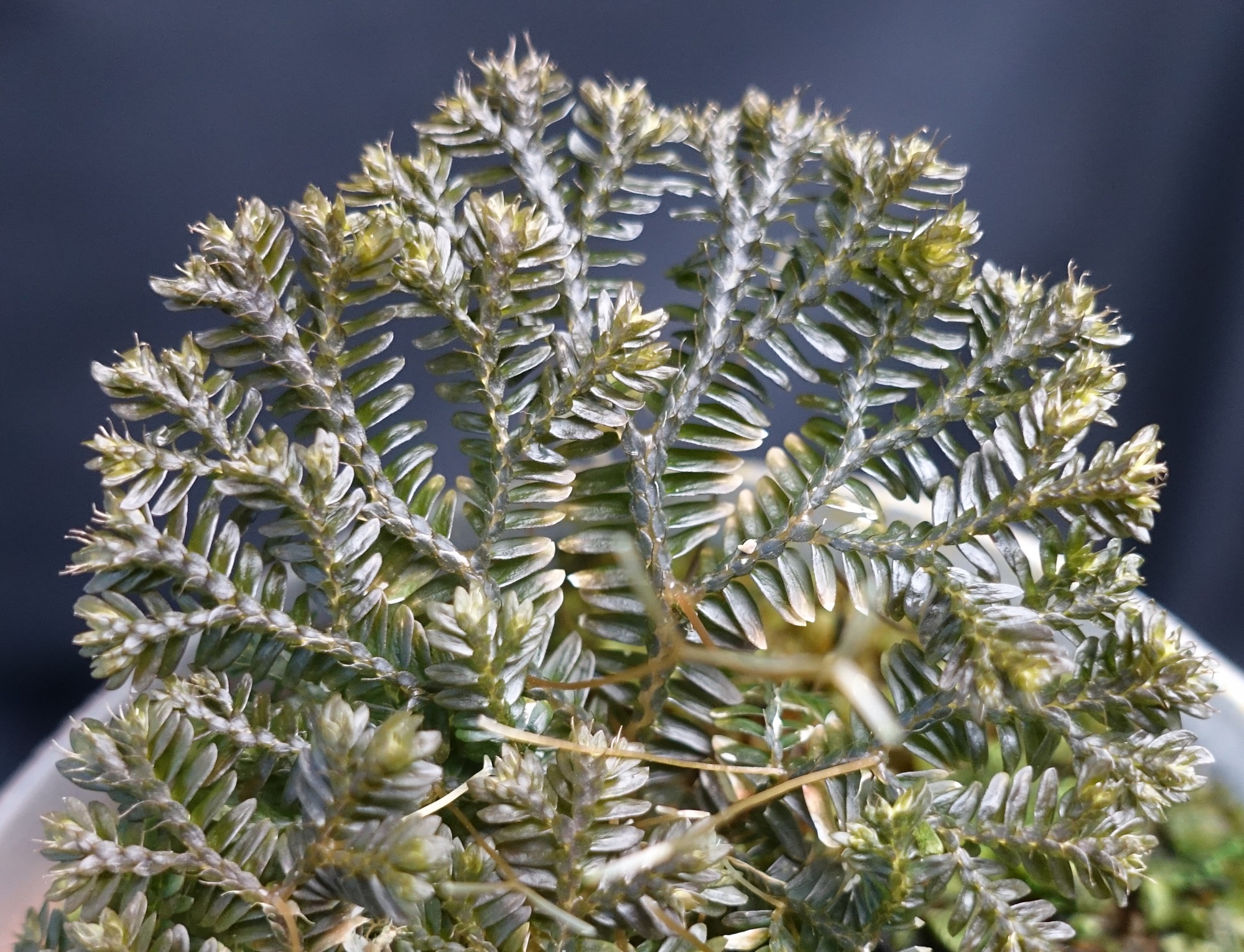 Selaginella sp. Borneo Black - Flora Magnifica