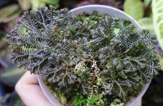 Selaginella sp. Borneo Black for sale 2