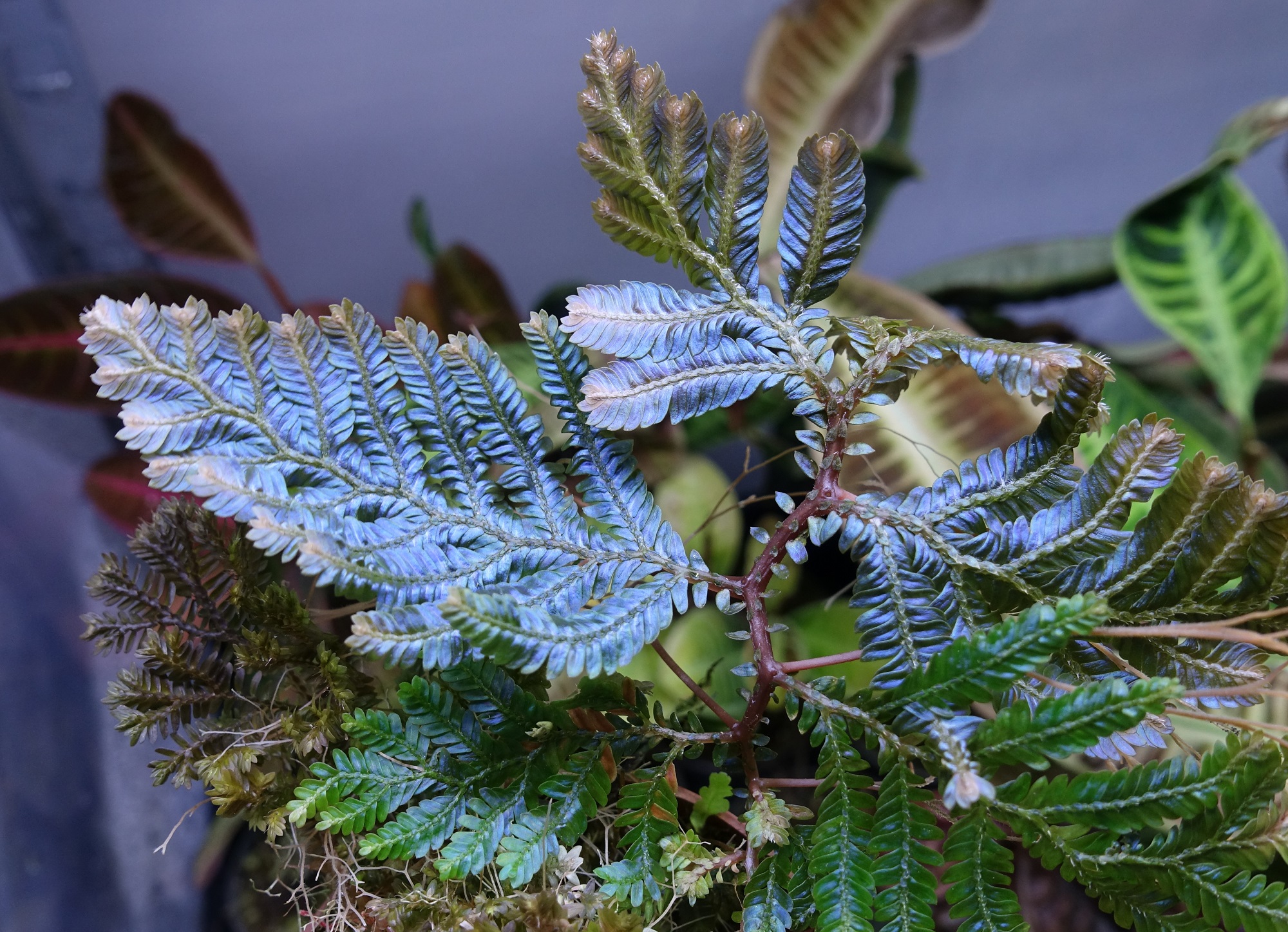 Selaginella sp. Borneo Blue (megalura / hologram) - Flora Magnifica