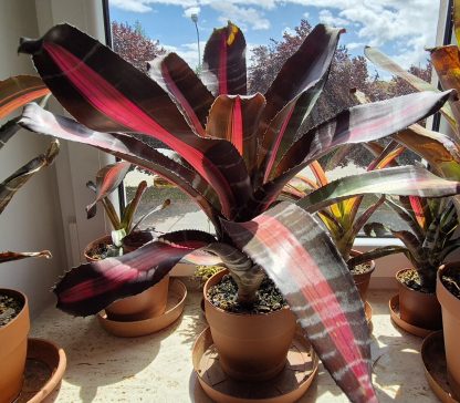 Aechmea chantinii "Roberto Menescal" for sale