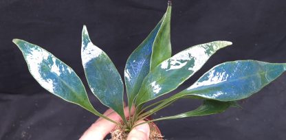 Microsorum siamensis (M. siamense) for sale