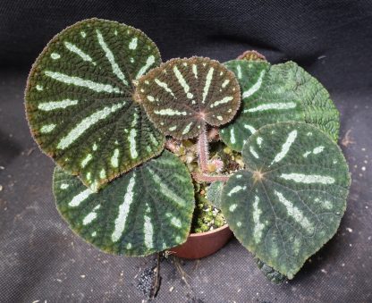 Begonia aff. debaoensis for sale