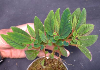 Sonerila sp. Tepuai for sale