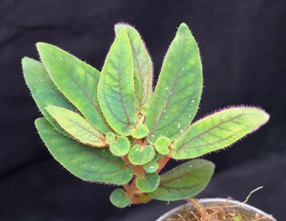 Sonerila sp. Tepuai for sale