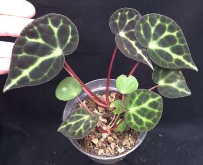 Begonia sp. Trang (B. tanjiewhoei) for sale