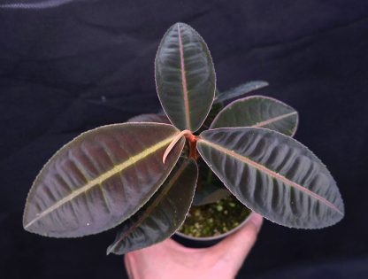 Emblemantha urnulata (Ardisia) Dark for sale