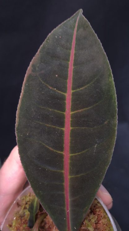 Emblemantha urnulata (Ardisia) Dark for sale