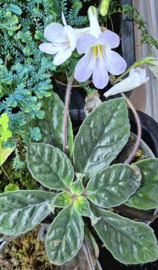 Primulina sp. Bullate Leaves for sale