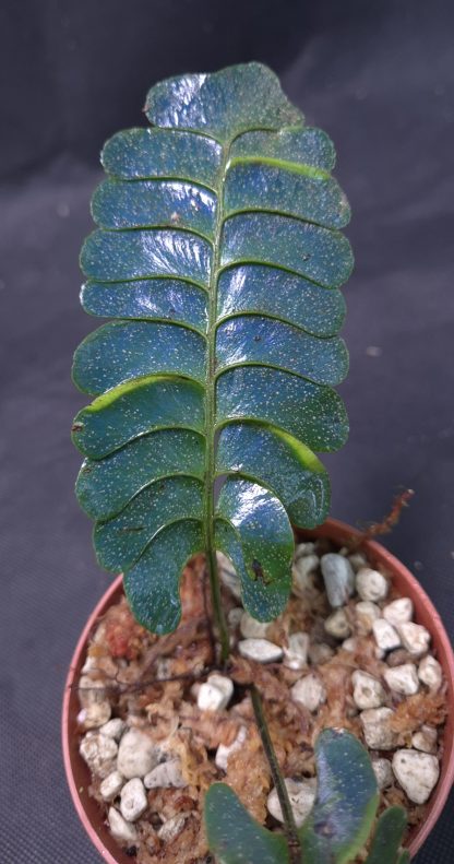 Lindsaea doryphora for sale