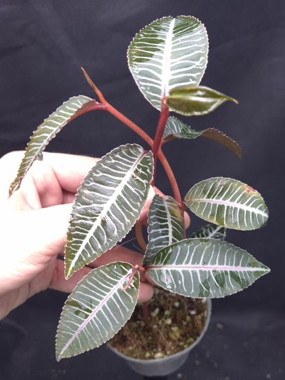 Emblemantha (Ardisia) sp. Thailand for sale